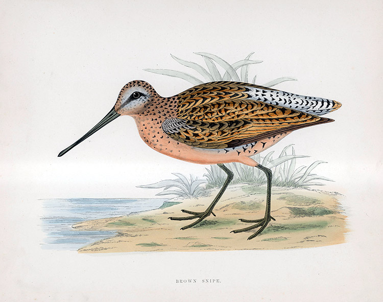 Brown Snipe - hand coloured lithograph 1891 (Print) by Beverley R Morris at The Illustration Art Gallery