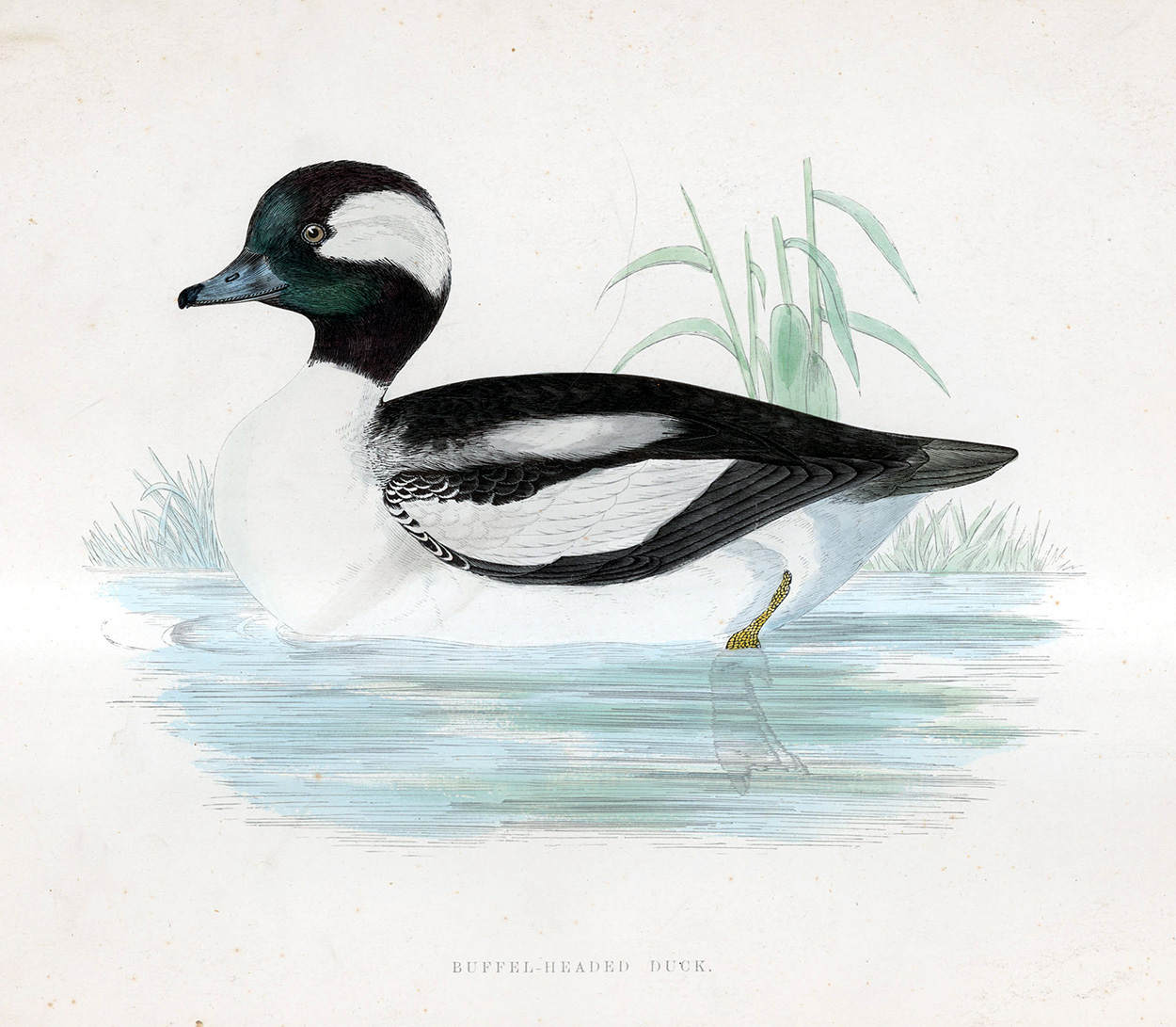 Buffel Headed Duck - hand coloured lithograph 1891 (Print) art by Beverley R Morris at The Illustration Art Gallery