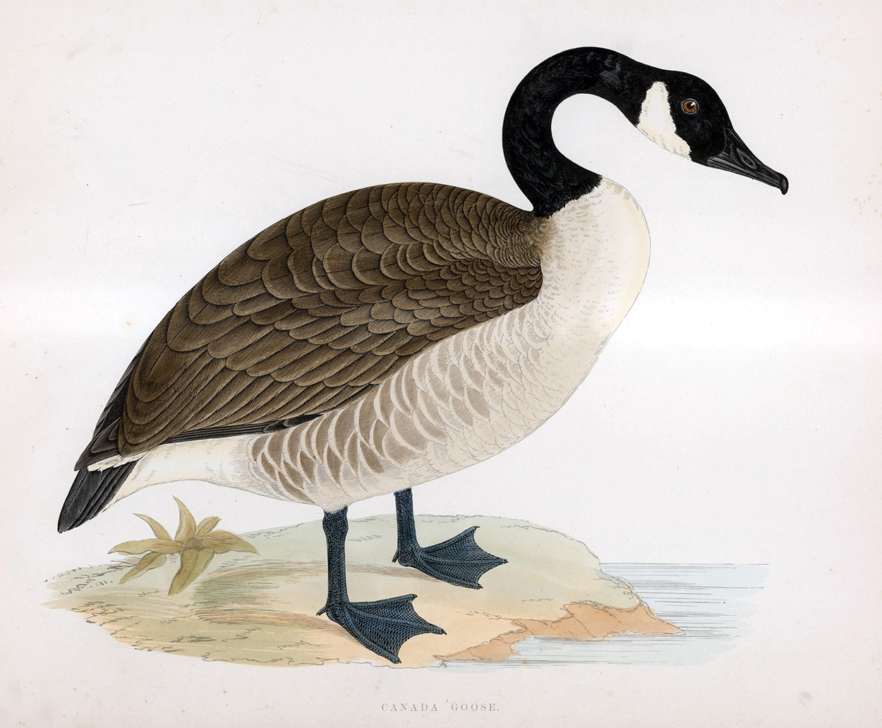 Canada Goose - hand coloured lithograph 1891 (Print) art by Beverley R Morris at The Illustration Art Gallery