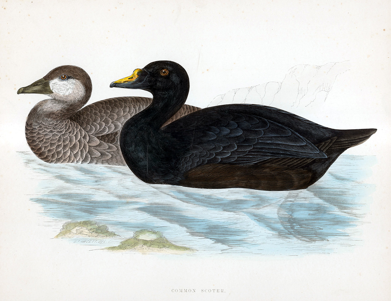 Common Scoter - hand coloured lithograph 1891 (Print) art by Beverley R Morris at The Illustration Art Gallery