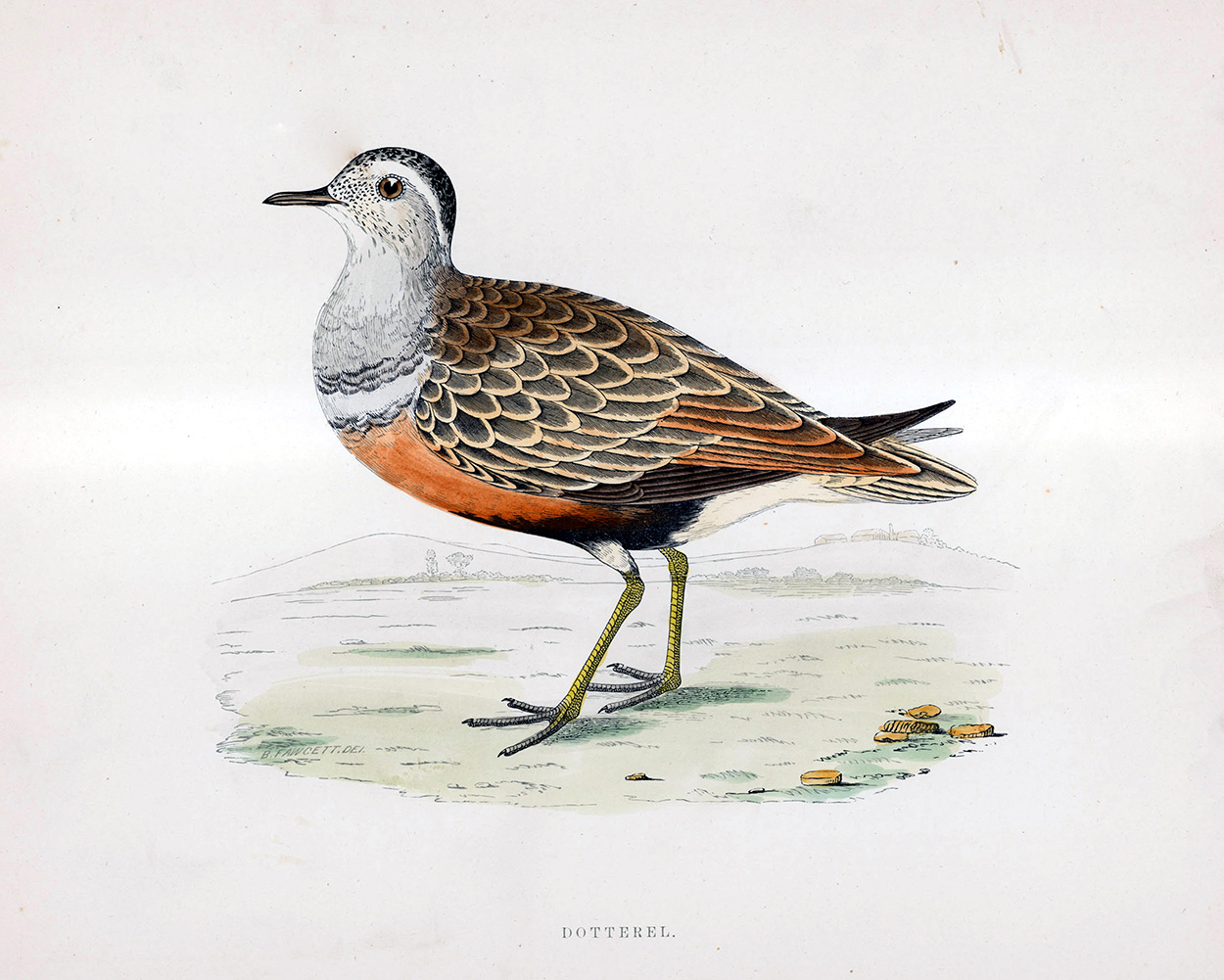 Dotterel - hand coloured lithograph 1891 (Print) art by Beverley R Morris at The Illustration Art Gallery