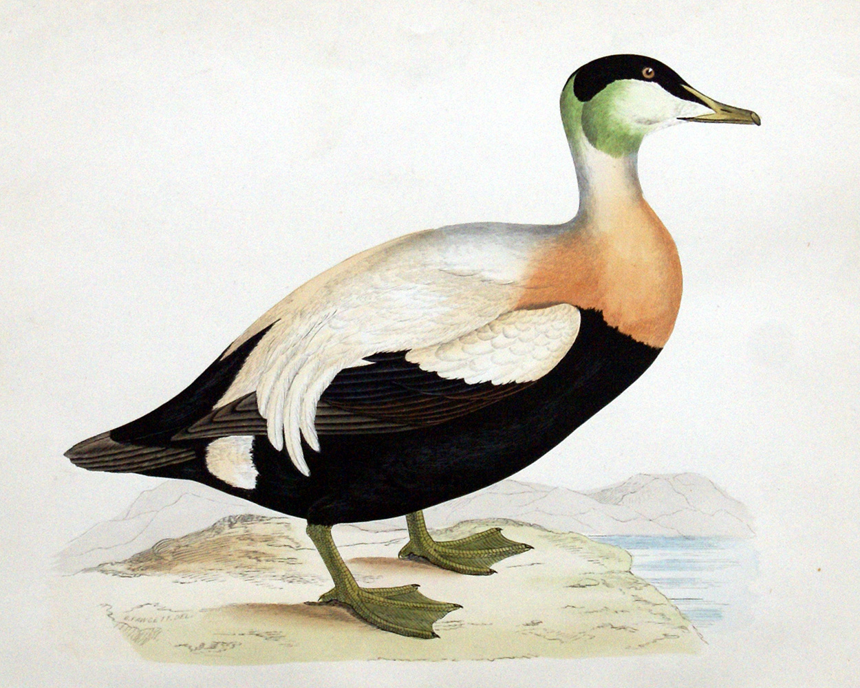 Eider Duck - hand coloured lithograph 1891 (Print) art by Beverley R Morris at The Illustration Art Gallery