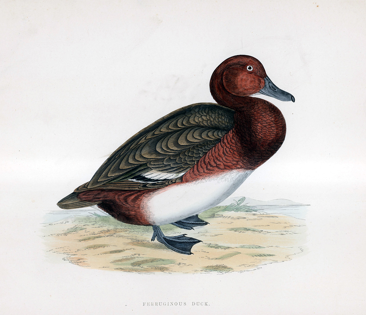 Ferruginos Duck - hand coloured lithograph 1891 (Print) art by Beverley R Morris Art at The Illustration Art Gallery