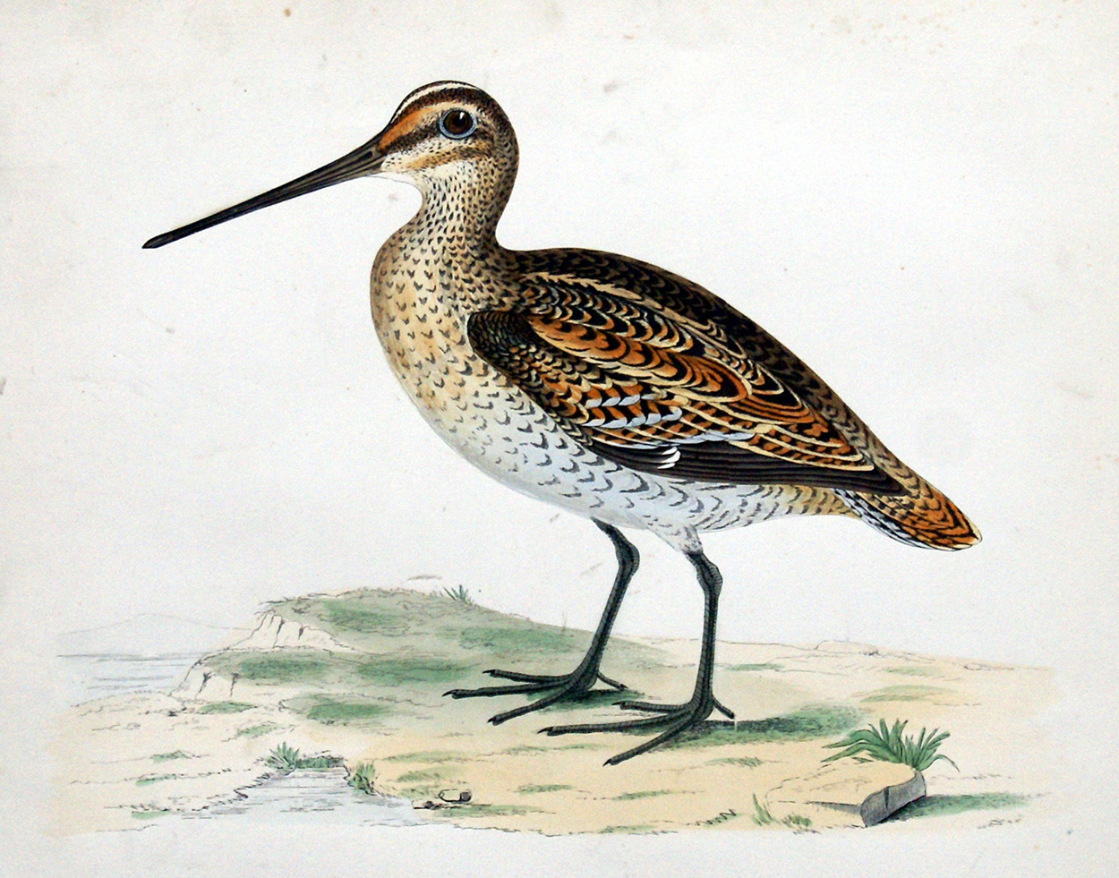 Great Snipe - hand coloured lithograph 1891 (Print) art by Beverley R Morris at The Illustration Art Gallery