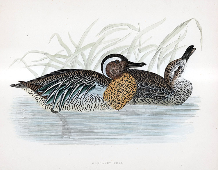 Garganey Teal - hand coloured lithograph 1891 (Print) by Beverley R Morris at The Illustration Art Gallery