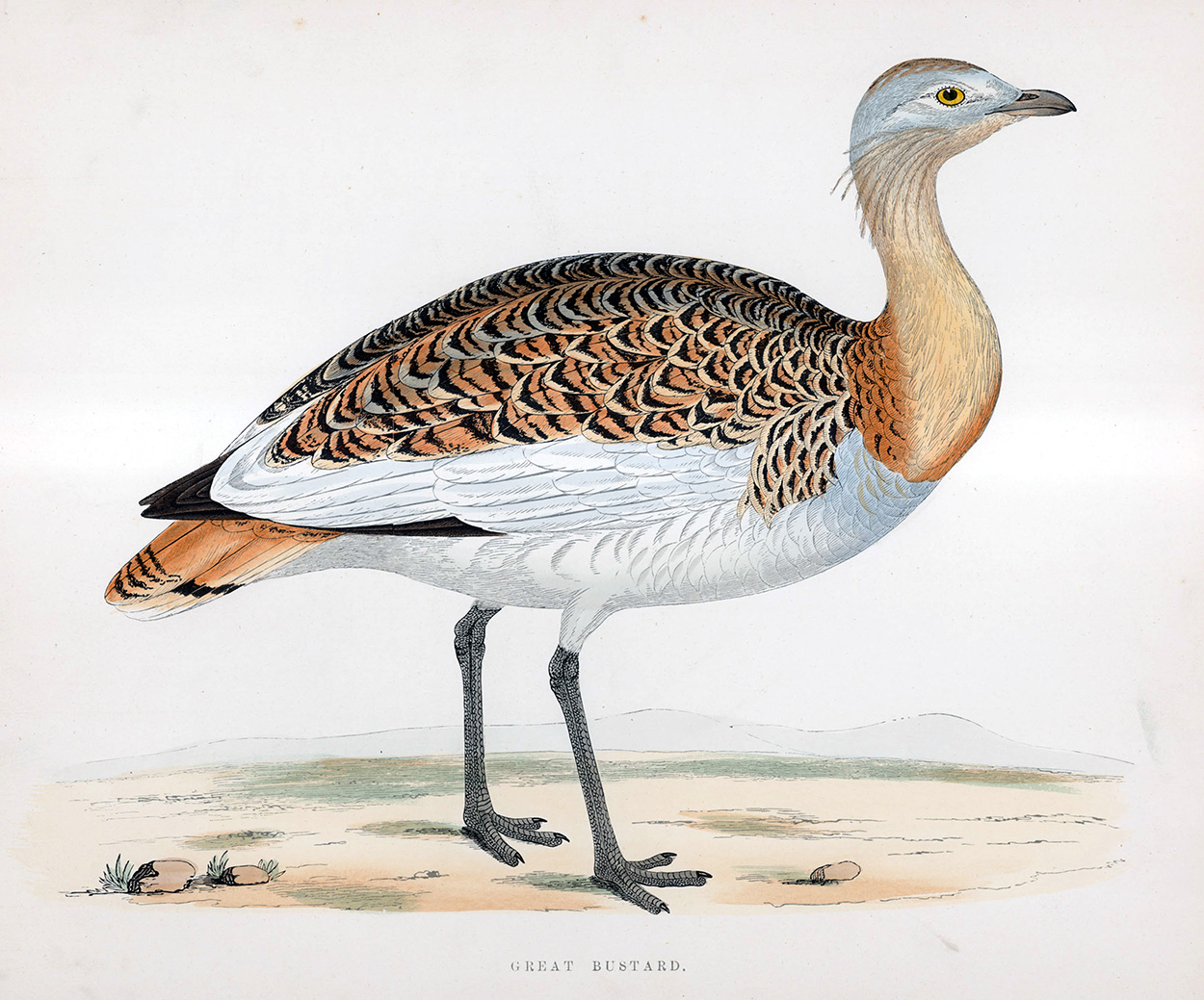 Great Bustard - hand coloured lithograph 1891 (Print) art by Beverley R Morris Art at The Illustration Art Gallery