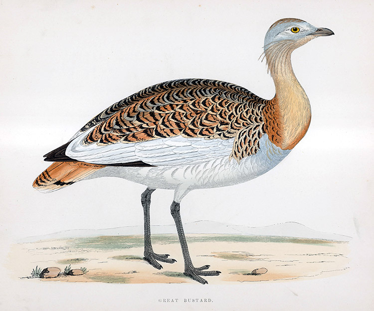 Great Bustard - hand coloured lithograph 1891 (Print) by Beverley R Morris at The Illustration Art Gallery