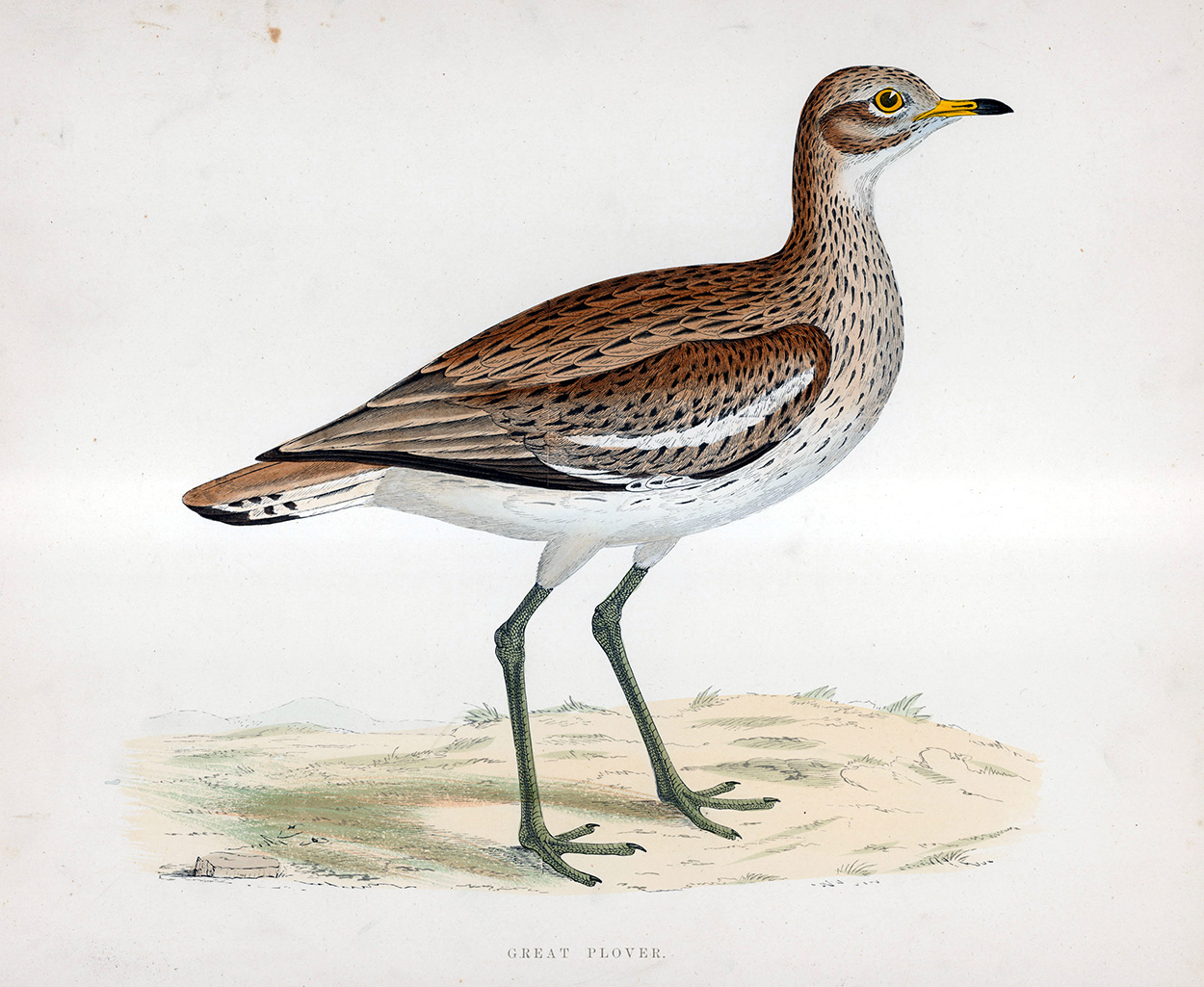 Great Plover - hand coloured lithograph 1891 (Print) art by Beverley R Morris at The Illustration Art Gallery