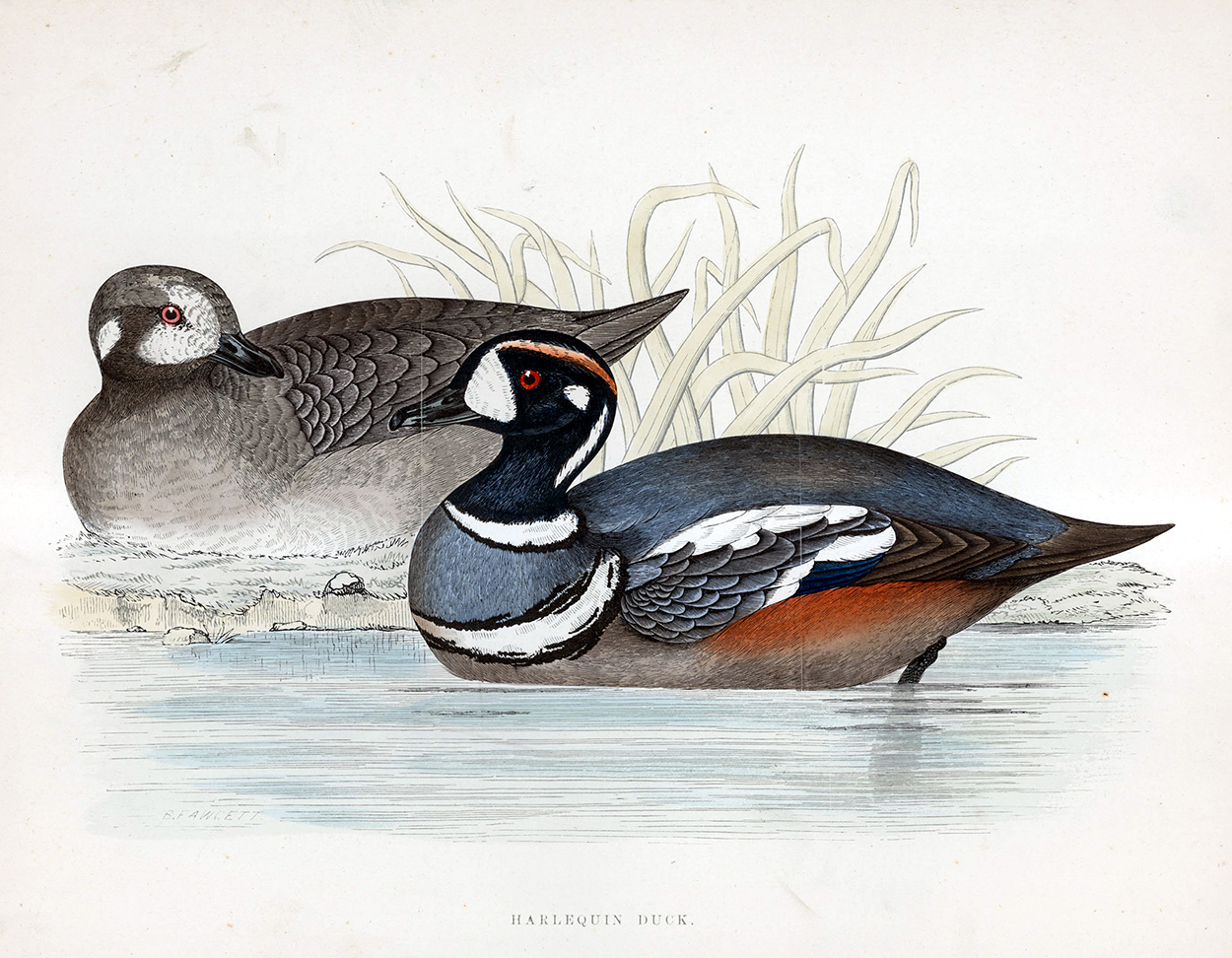 Harlequin Duck - hand coloured lithograph 1891 (Print) art by Beverley R Morris at The Illustration Art Gallery
