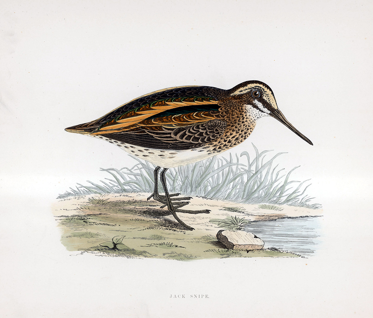 Jack Snipe - hand coloured lithograph 1891 (Print) art by Beverley R Morris at The Illustration Art Gallery