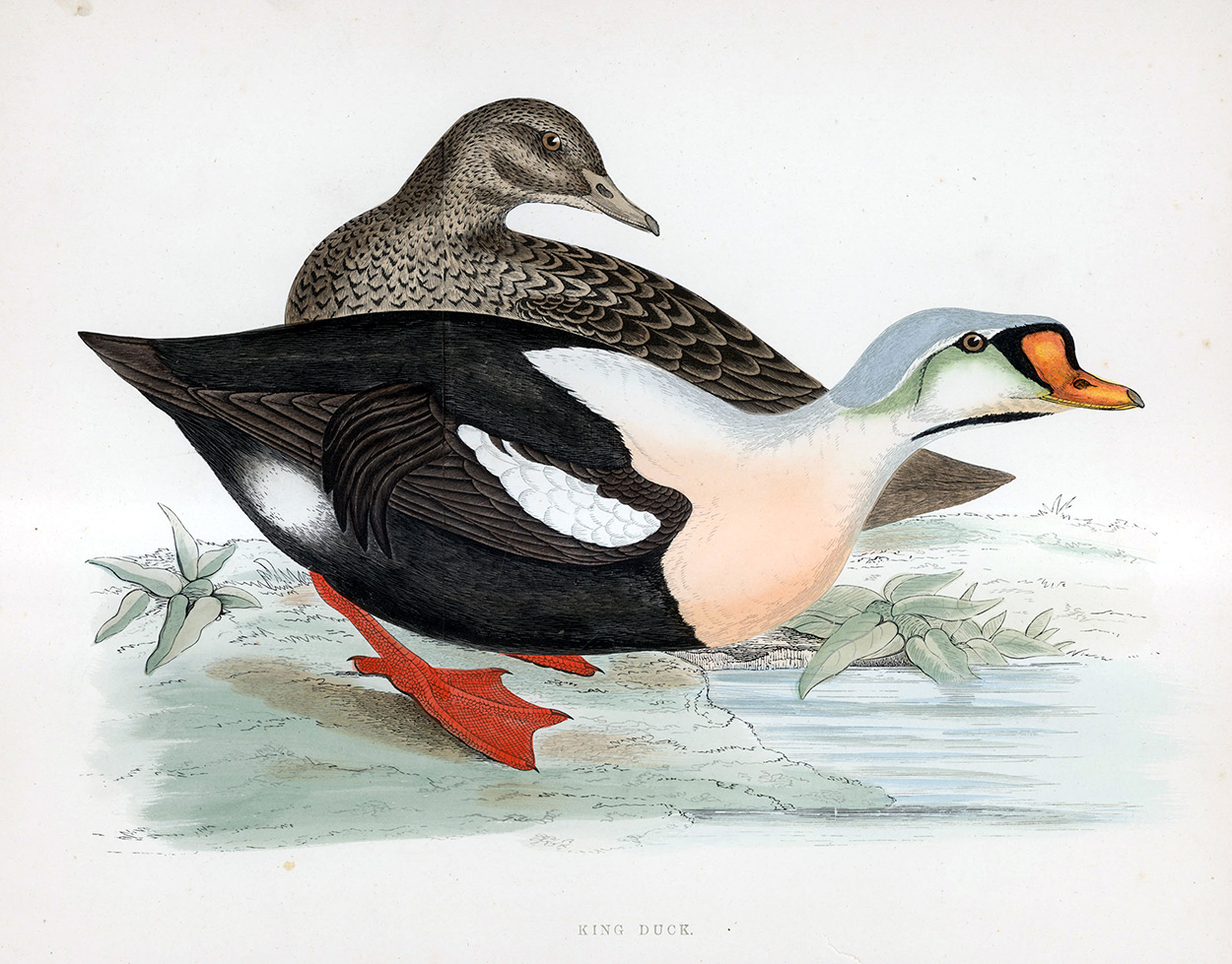 King Duck - hand coloured lithograph 1891 (Print) art by Beverley R Morris at The Illustration Art Gallery
