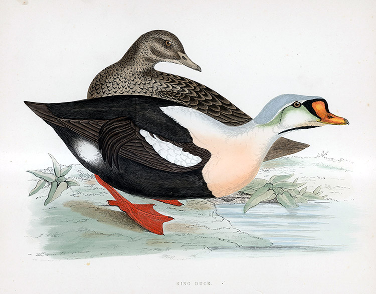 King Duck - hand coloured lithograph 1891 (Print) by Beverley R Morris at The Illustration Art Gallery