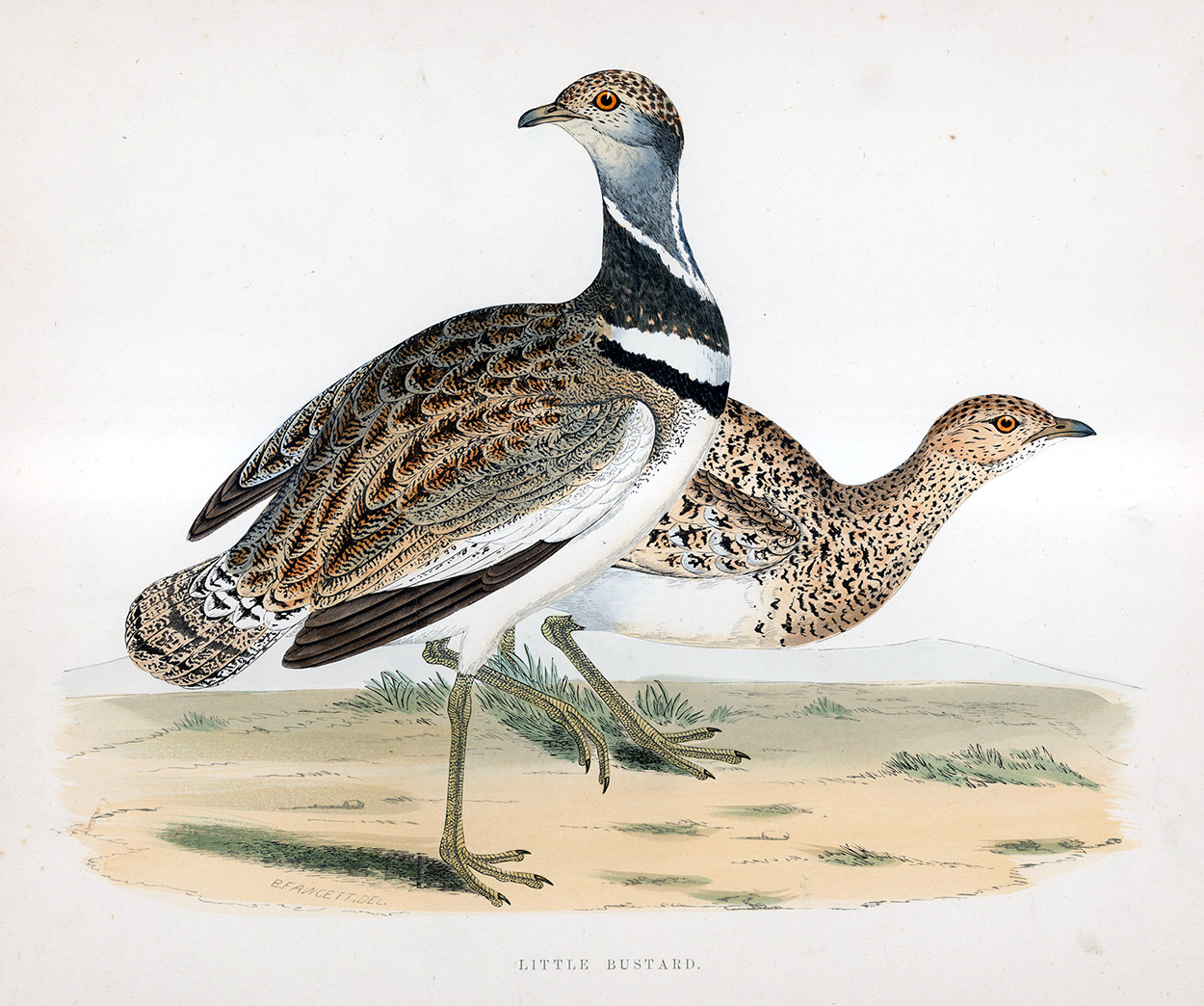 Little Bustard - hand coloured lithograph 1891 (Print) art by Beverley R Morris Art at The Illustration Art Gallery