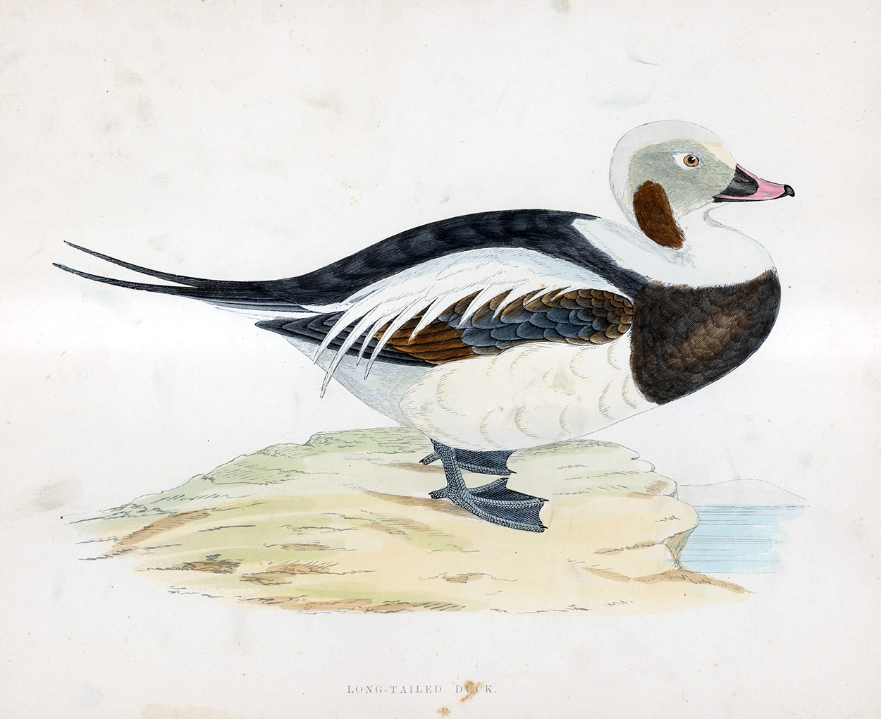 Long Tailed Duck - hand coloured lithograph 1891 (Print) art by Beverley R Morris Art at The Illustration Art Gallery