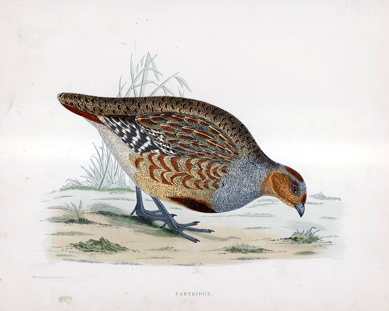Partridge - hand coloured lithograph 1891 (Print) art by Beverley R Morris at The Illustration Art Gallery