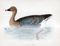 Pink Footed Goose - hand coloured lithograph 1891 (Print)
