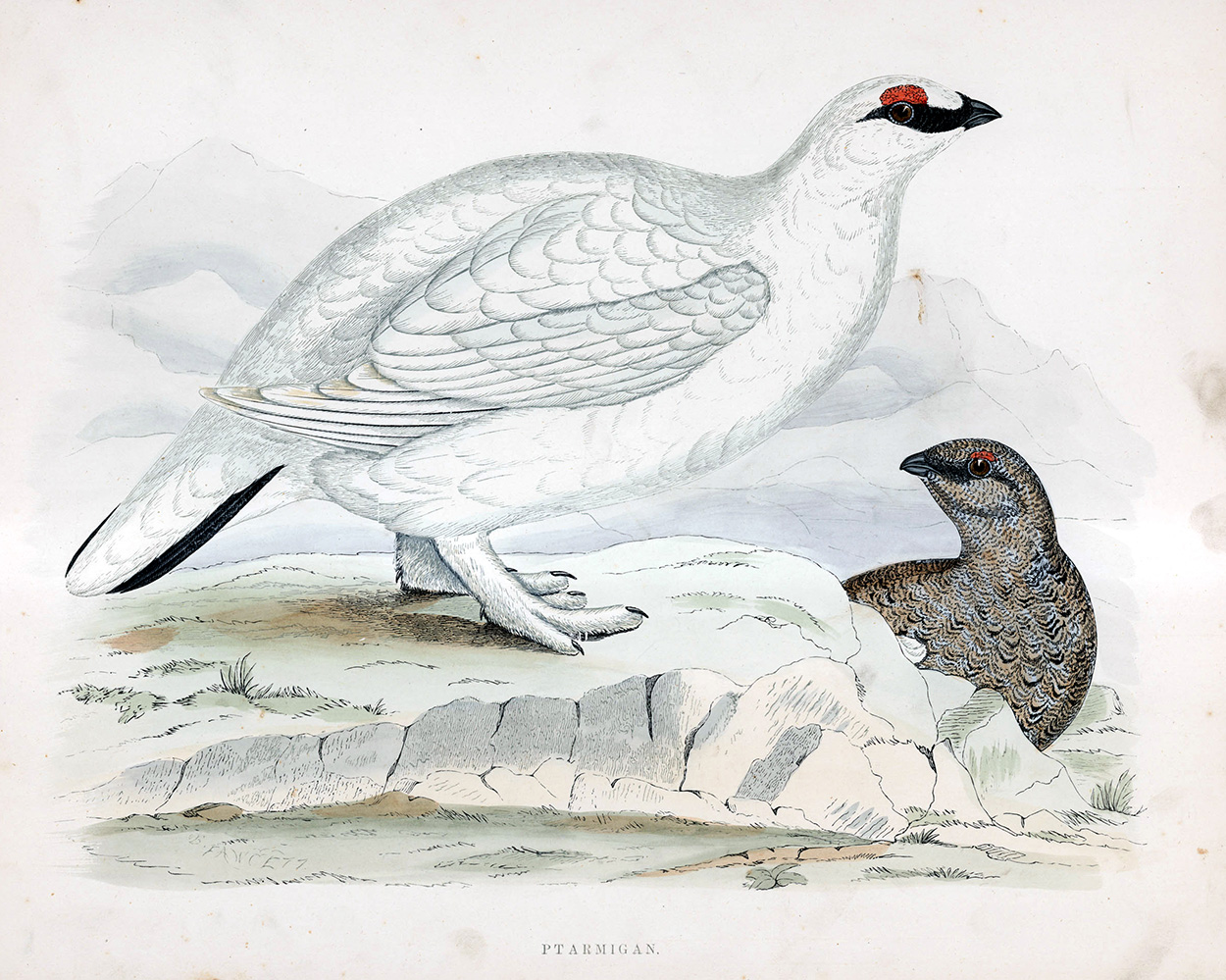 Ptarmigan - hand coloured lithograph 1891 (Print) art by Beverley R Morris at The Illustration Art Gallery