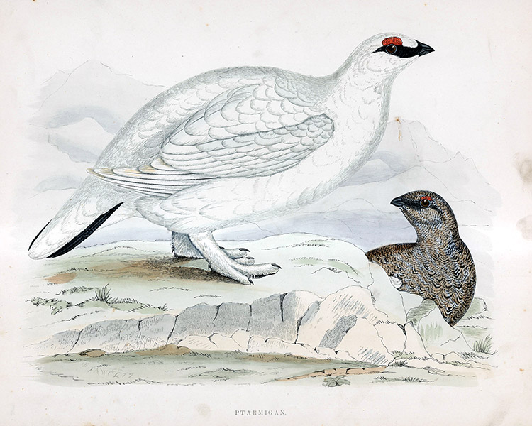 Ptarmigan - hand coloured lithograph 1891 (Print) by Beverley R Morris at The Illustration Art Gallery