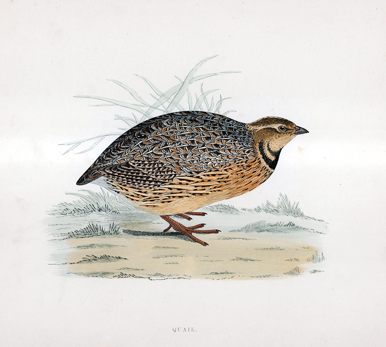 Quail - hand coloured lithograph 1891 (Print) art by Beverley R Morris at The Illustration Art Gallery