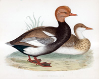 Red Crested Whistling Duck - hand coloured lithograph 1891 (Print)