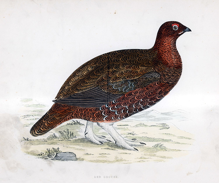 Red Grouse - hand coloured lithograph 1891 (Print) by Beverley R Morris at The Illustration Art Gallery