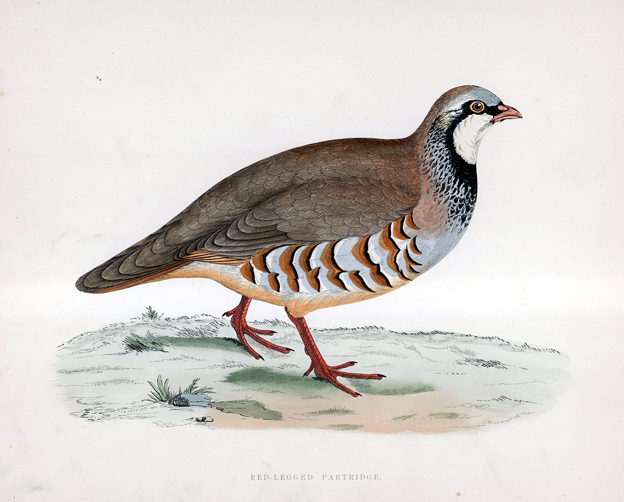 Red Legged Partridge - hand coloured lithograph 1891 (Print) art by Beverley R Morris at The Illustration Art Gallery