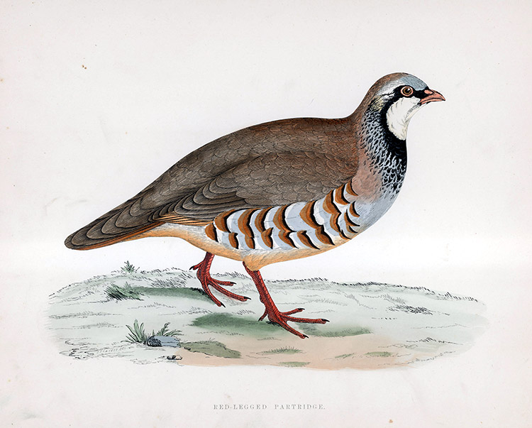 Red Legged Partridge - hand coloured lithograph 1891 (Print) by Beverley R Morris at The Illustration Art Gallery