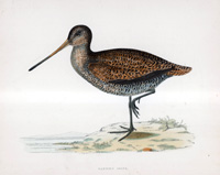 Sabine's Snipe - hand coloured lithograph 1891 (Print)