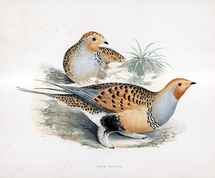 Sand Grouse - hand coloured lithograph 1891 (Print) by Beverley R Morris at The Illustration Art Gallery