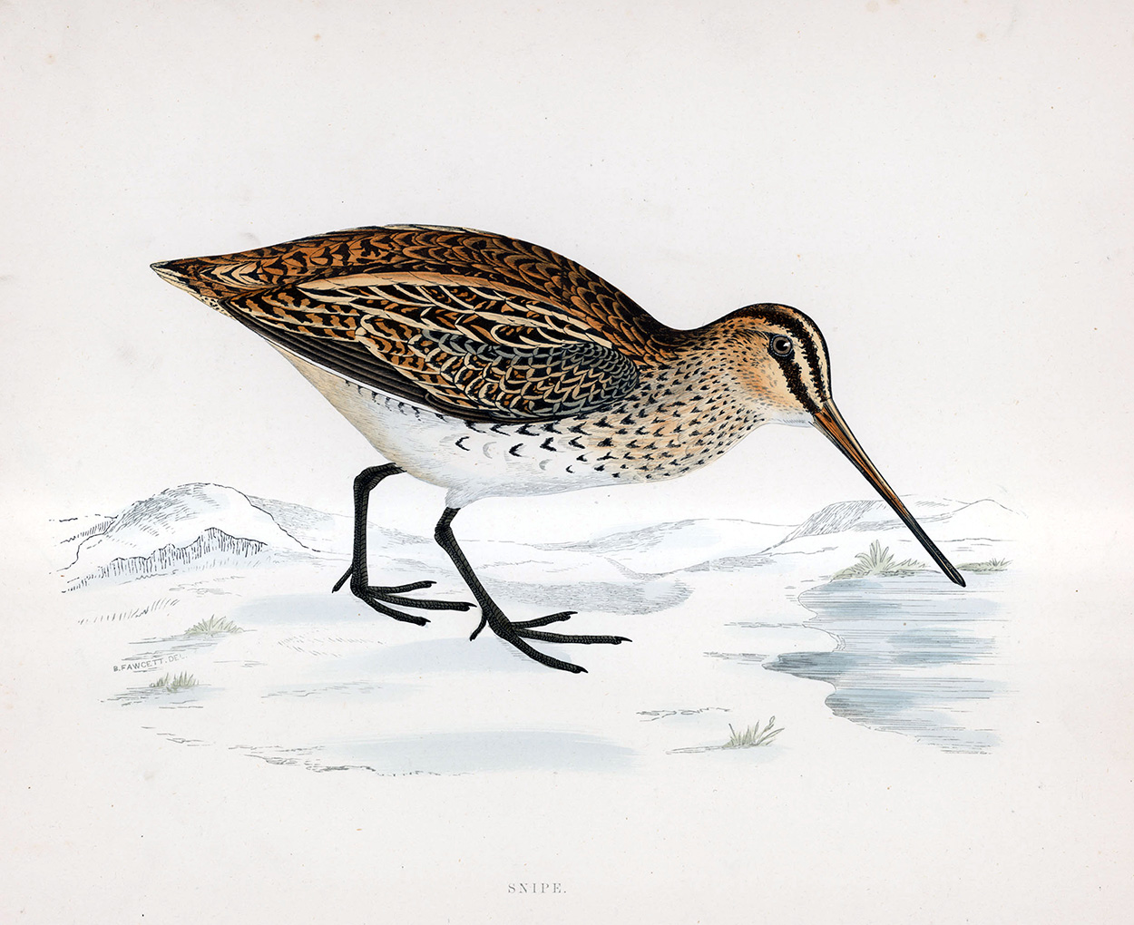 Snipe - hand coloured lithograph 1891 (Print) art by Beverley R Morris Art at The Illustration Art Gallery