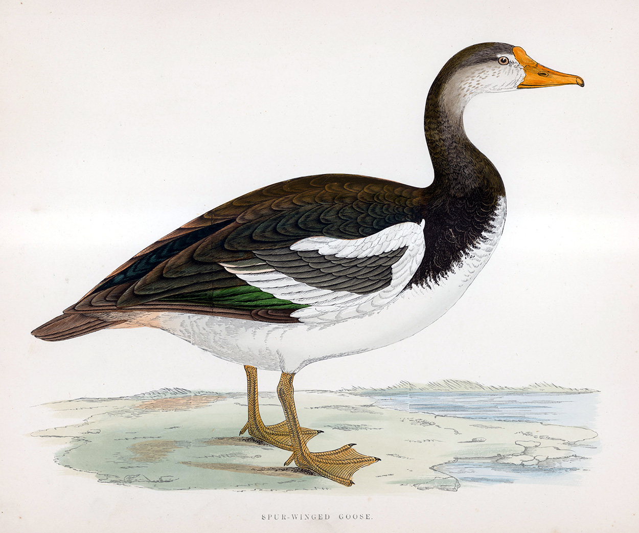 Spur Winged Goose - hand coloured lithograph 1891 (Print) art by Beverley R Morris at The Illustration Art Gallery