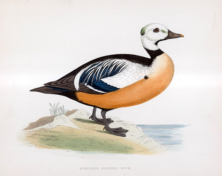 Steller's Western Duck - hand coloured lithograph 1891 (Print) by Beverley R Morris at The Illustration Art Gallery