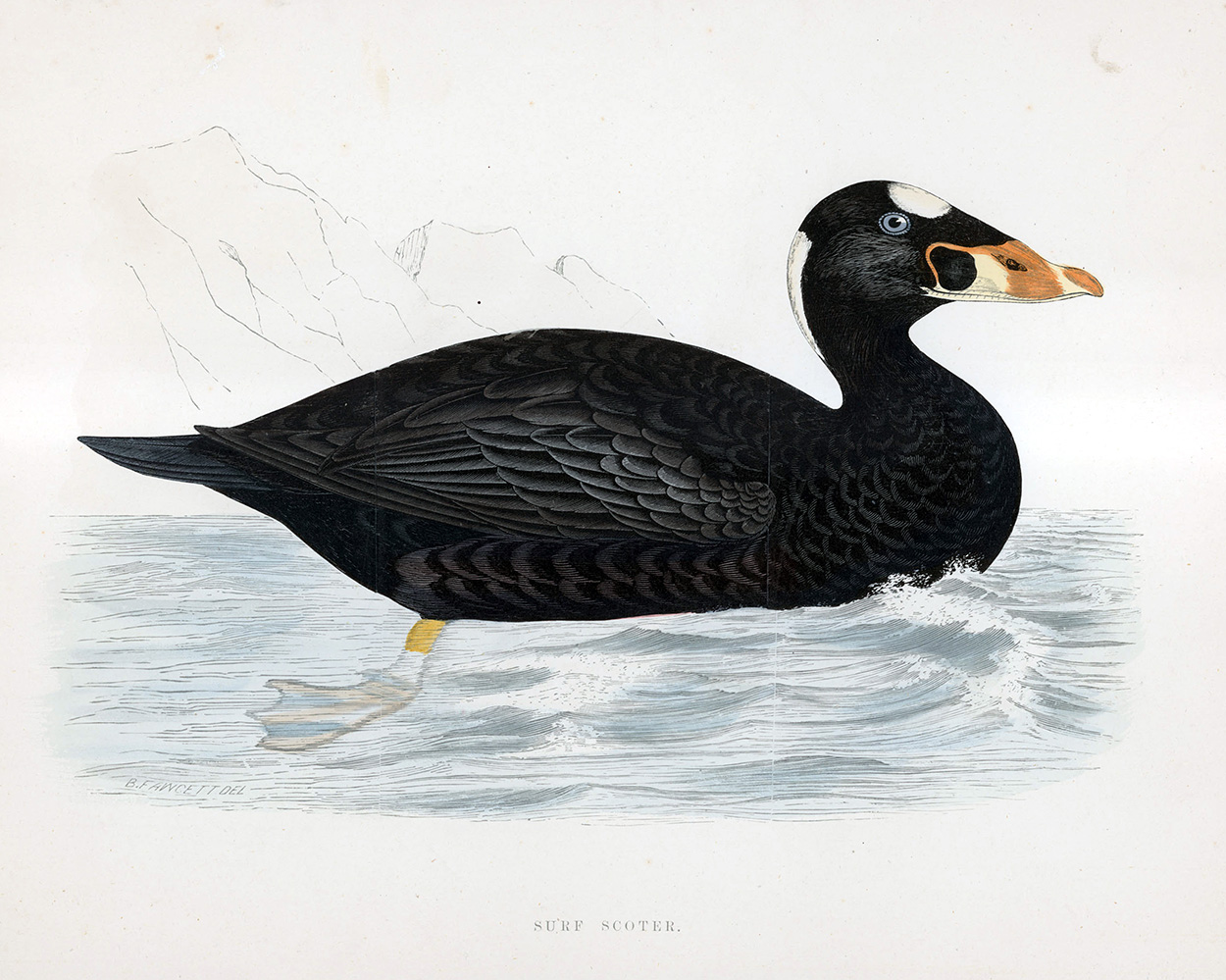 Surf Scoter - hand coloured lithograph 1891 (Print) art by Beverley R Morris at The Illustration Art Gallery