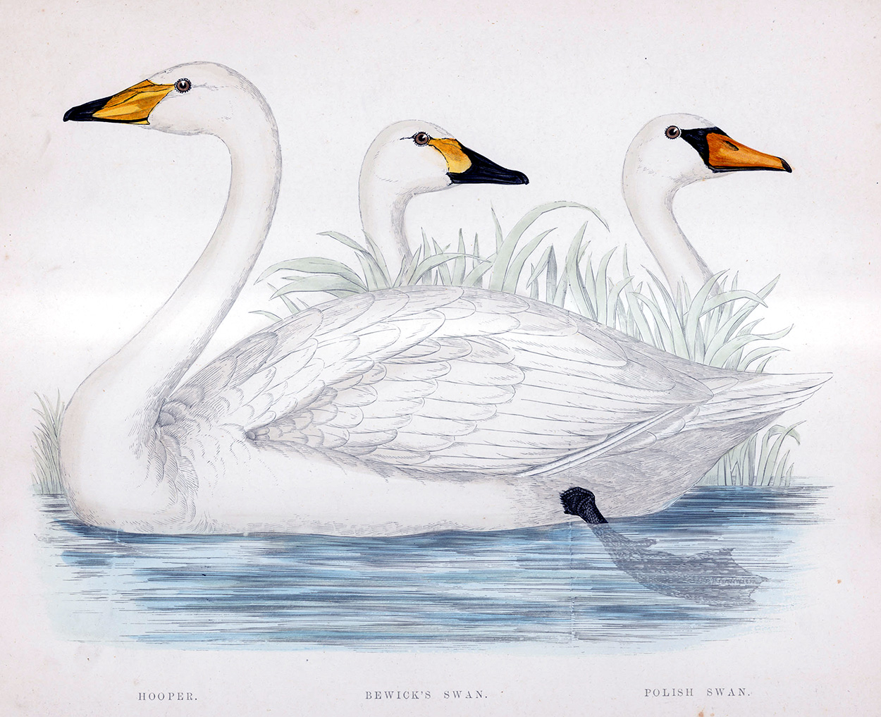 Bewick's Swan - hand coloured lithograph 1891 (Print) art by Beverley R Morris at The Illustration Art Gallery