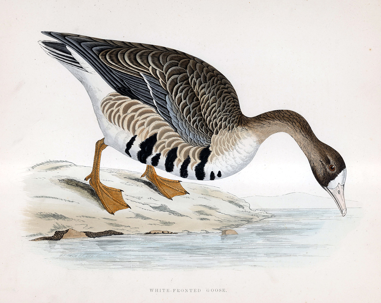White Fronted Goose - hand coloured lithograph 1891 (Print) art by Beverley R Morris at The Illustration Art Gallery