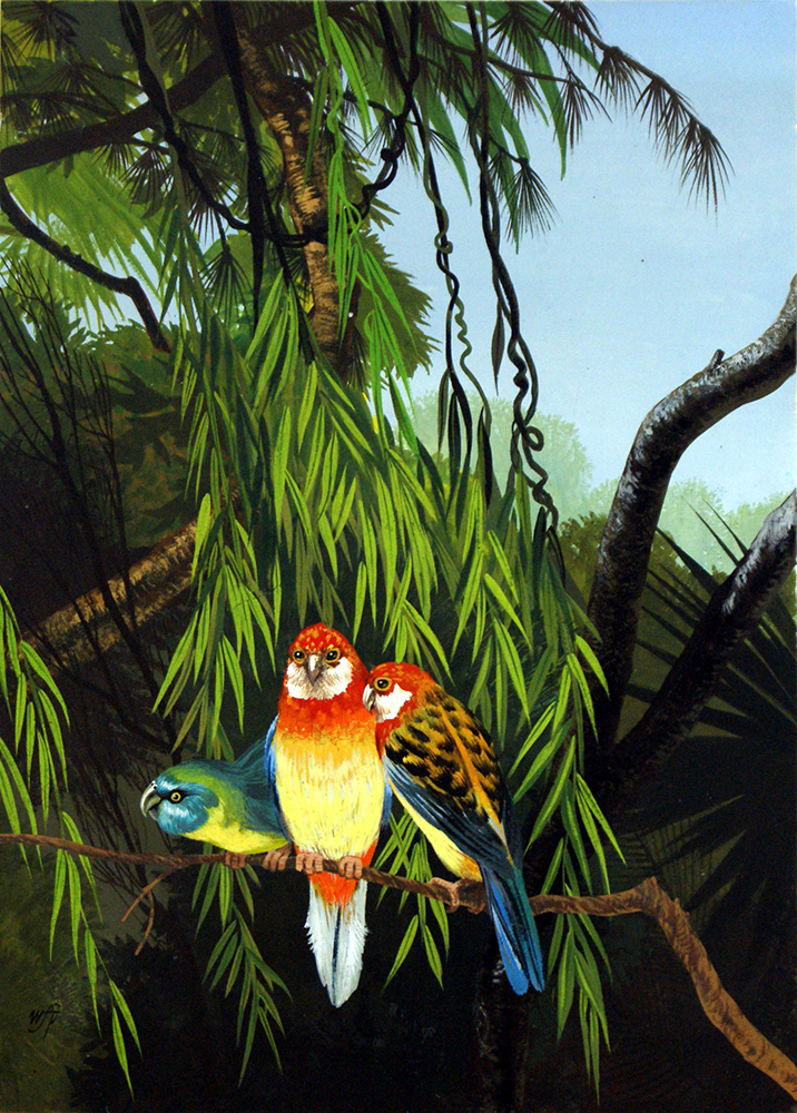 Three Parrots (Original) (Signed) art by Natural History (William Francis Phillipps) at The Illustration Art Gallery
