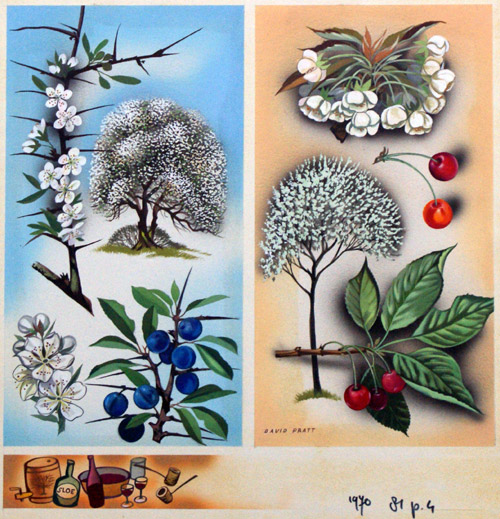 Wild Fruit Trees Blackthorn & Wild Cherry (Original) (Signed) by David Pratt Art at The Illustration Art Gallery