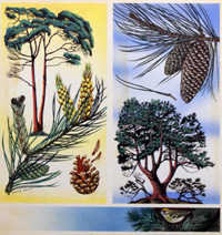 Scots Pine & Maritime Pine (Original) (Signed)